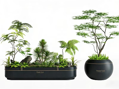 Stylish Plant Combination with Ferns Palms and Green Plants in Black Planters 3d model