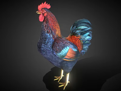 Colorful Feathered Rooster With Red Comb And Yellow Legs On Black Background 3d model