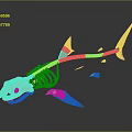 White Shark Skeleton Anatomical Model Medical Device for Medical Teaching and Research