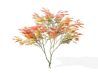 2D Acer Maple Red Maple Maple 3d model 2D Acer Maple Red Maple Maple 3d model