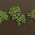 Vibrant Green Trees With Lush Foliage And Strong Trunks In Natural Setting