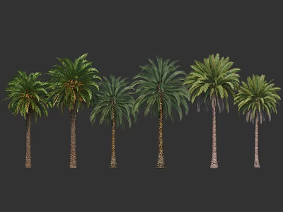 Six Tall Palm Trees With Lush Green Fronds Against Dark Background 3d model