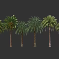 Six Tall Palm Trees With Lush Green Fronds Against Dark Background