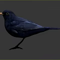 Blue Flying Bird With Orange Beak And Black Eyes Standing On Gray Background