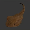 Brown Flat Ray With Long Tail Displayed As Specimen On Dark Surface