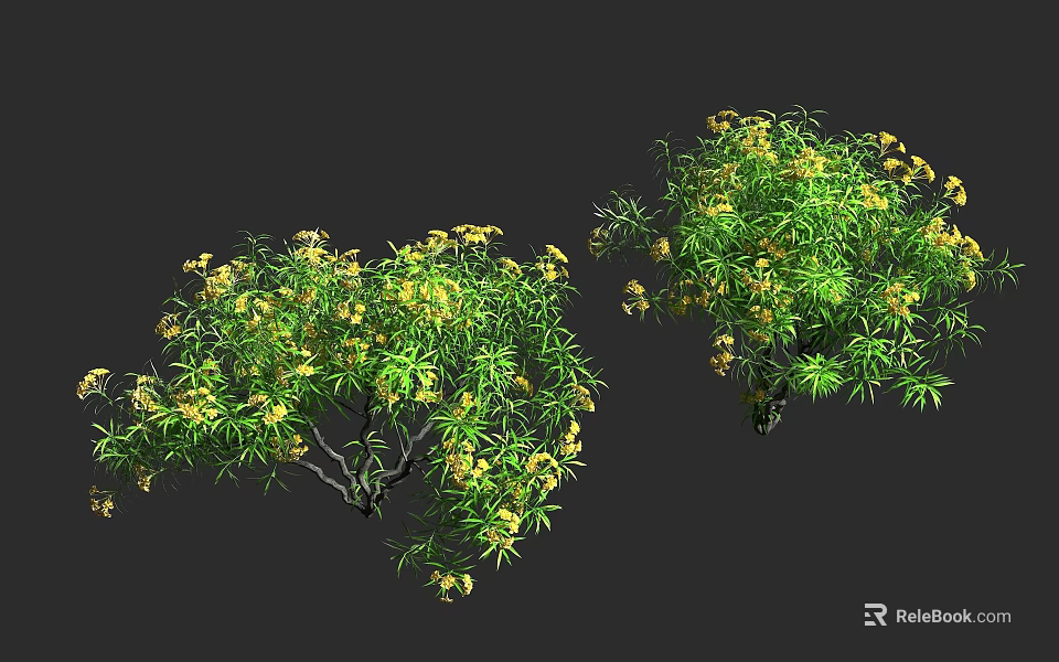 Lush Green Shrub With Yellow Flowers And Dense Leafy Branches In Garden 3d model 