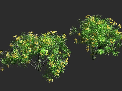 Lush Green Shrub With Yellow Flowers And Dense Leafy Branches In Garden 3d model