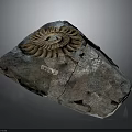 Ammonite Fossil Embedded In Blue Gray Rock With Labeled Number And Cracks