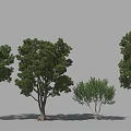 Various Arbor Trees With Different Crown Shapes Sizes And Lush Foliage 3d model