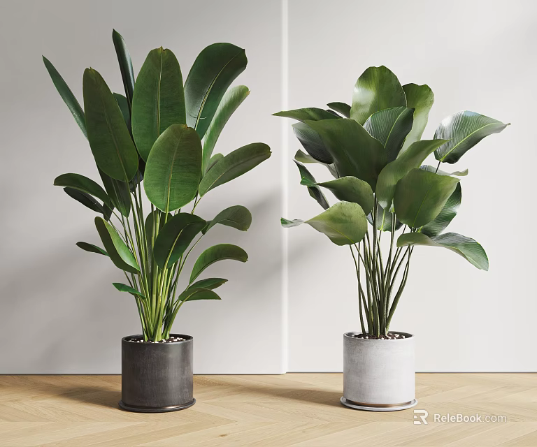 Two Potted Houseplants With Large Green Leaves In Black And White Pots Indoor Setting 3d model 