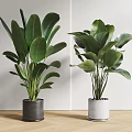 Two Potted Houseplants With Large Green Leaves In Black And White Pots Indoor Setting