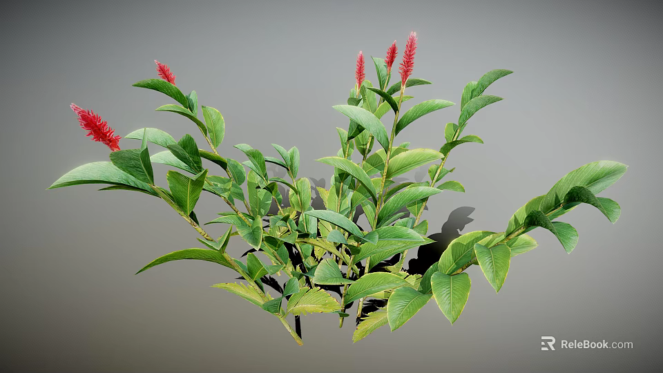 Green Plant Featuring Red Flower Spikes Lush Green Leaves and Bushy Foliage 3d model 