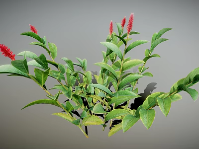 Green Plant Featuring Red Flower Spikes Lush Green Leaves and Bushy Foliage 3d model