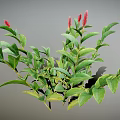 Green Plant Featuring Red Flower Spikes Lush Green Leaves and Bushy Foliage