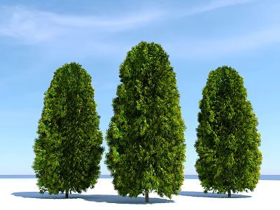 Tall Green Arbor Trees With Lush Dense Foliage In Blue Sky Landscape 3d model