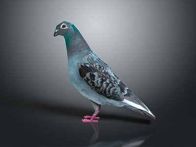 Pigeon Edible Pigeon Play Pigeon Racing Pigeon Military Pigeon Experimental Pigeon Wild Pigeon Rock Pigeon Raw Pigeon model