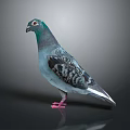 Blue Gray Pigeon With Spotted Wings Red Eyes And Pink Feet Standing On Smooth Reflective Surface