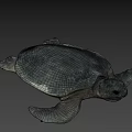 Gray Sea Turtle Swimming On Black Background With Detailed Features
