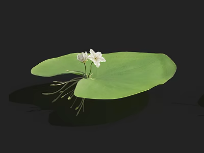 Blooming White Flowers On Fresh Green Lotus Leaf Against Black Background 3d model