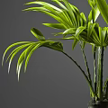 Elegant Green Leafy Potted Plant with Lush Foliage in Black Ceramic Pot