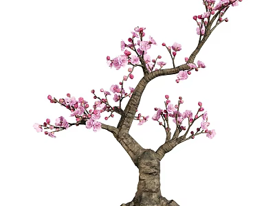 Ornamental Tree Featuring Thick Trunk And Vibrant Pink Blossoms On Branches 3d model