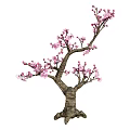 Ornamental Tree Featuring Thick Trunk And Vibrant Pink Blossoms On Branches 3d model