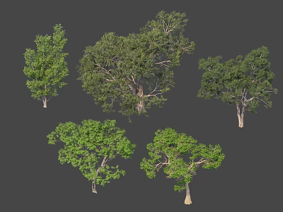 Various Types of Ornamental Trees With Green Foliage and Diverse Shapes 3d model