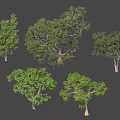 Various Types of Ornamental Trees With Green Foliage and Diverse Shapes