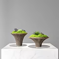 Decorative Ornament Set Conical Wood Grain Bases Green Moss Stones And Plant On Marble Tabletop