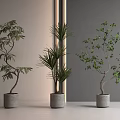 Three Potted Bonsai Trees With Varied Foliage In Gray Planters For Indoor Decor