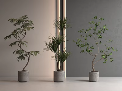 Three Potted Bonsai Trees With Varied Foliage In Gray Planters For Indoor Decor 3d model