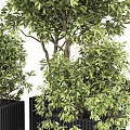 Modern Bonsai Plants In Black Planters With Lush Green Foliage And Decorative Design