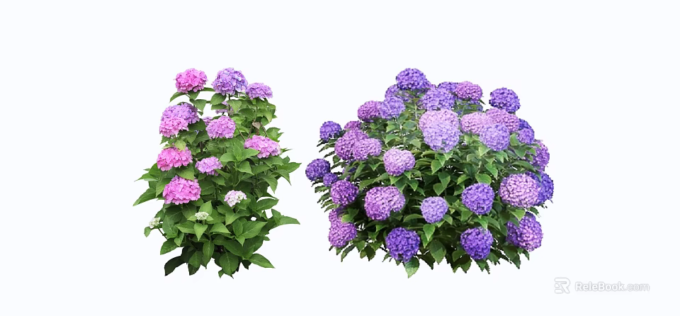Lush Hydrangea Shrubs With Purple And Pink Flowers And Green Leaves 3d model 