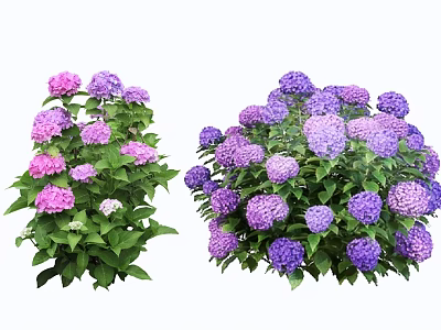 Lush Hydrangea Shrubs With Purple And Pink Flowers And Green Leaves 3d model