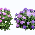 Lush Hydrangea Shrubs With Purple And Pink Flowers And Green Leaves