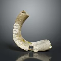 Detailed Close Up View Of Ancient Jawbone Organ With Curved Structure And Fossilized Teeth