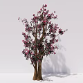 Two Ornamental Arbor Trees With Pink Blossoms Green Leaves And Brown Trunks