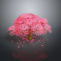 Beautiful Pink Flowering Arbor With Lush Canopy And Scattered Petals On Dark Background