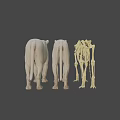 Realistic 3D Lion Skeleton And Two Standing Lion Models 3d model