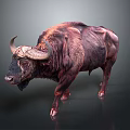 Large Brown Buffalo With Shaggy Fur And Curved Horns Standing On Dark Surface