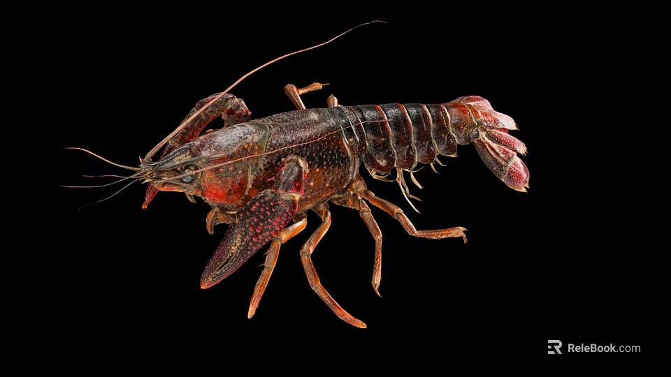 Red Spotted Crayfish With Claws And Segmented Body On Black Background 3d model 