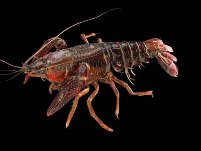 Red Spotted Crayfish With Claws And Segmented Body On Black Background 3d model