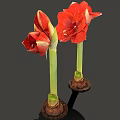 Vibrant Red Amaryllis Flowers With Blooming And Bud Stems On Gray Background