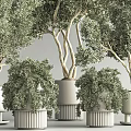 Potted Bonsai Trees With Green Foliage In White Pots For Indoor Decoration