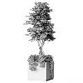Twisted Trunk Trees With Lush Green Foliage Surrounded By Bushes In Potted Planters