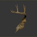 Modern Skull Animal Bone Fossil Antler 3d model