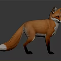 Realistic Red Fox With Orange Fur White Tipped Tail Black Legs Standing On Gray Background
