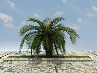 Palm Tree in Stone Planter with Blue Sky White Clouds and Stone Paved Ground 3d model