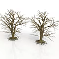 Two Leafless Trees With Exposed Trunks And Roots On White Background