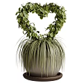 Heart Shaped Green Foliage Bonsai Plant With Long Slender Leaves In Gray Container